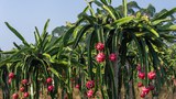 Dragon Fruit ཞེས་པའི་ཤིང་ཏོག་འདེབས་ལས།