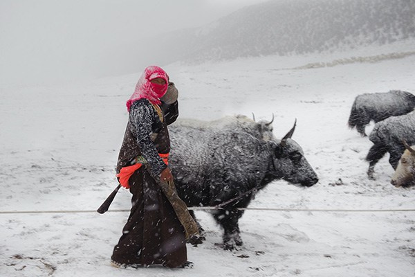 བོད་ནང་གི་ཞིང་འབྲོག་མང་ཚོགས་ནས་དགུན་དུས་ལུས་པོ་དྲོ་བཅོས་བྱ་ཕྱོགས། བོད་ནང་གི་ཞིང་འབྲོག་མང་ཚོགས་ནས་དགུན་དུས་ལུས་པོ་དྲོ་བཅོས་བྱ་ཕྱོགས།