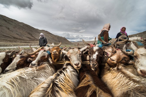 ལ་དྭགས་བྱང་ཐང་ཁུལ་གྱི་བོད་མི་འབྲོག་པའི་གནས་སྟངས། ལ་དྭགས་བྱང་ཐང་ཁུལ་གྱི་བོད་མི་འབྲོག་པའི་གནས་སྟངས།