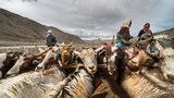 ལ་དྭགས་བྱང་ཐང་ཁུལ་གྱི་བོད་མི་འབྲོག་པའི་གནས་སྟངས།