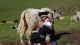 བོད་ནང་བུད་མེད་ཚོར་ནུས་པ་ངེས་ཅན་འདོན་མི་ཐུབ་པ།
