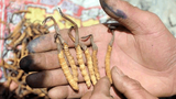 བོད་ནང་རྩྭ་སའི་འཁྲུག་རྩོད།
