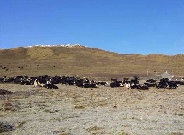 བོད་ནང་གི་ཞིང་འབྲོག་རྣམས་ལ་དཔལ་འབྱོར་འཚོལ་སྒྲུབ་ཀྱི་དཀའ་ངལ།