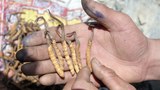 དབྱར་རྩ་དགུན་འབུའི་རིན་གང་འཕར་ཡང་གྲངས་ཚད་ཇེ་ཉུང་འགྲོ་བཞིན་པ།