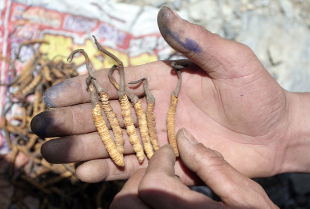 དབྱར་རྩ་དགུན་འབུའི་རིན་གང་འཕར་ཡང་གྲངས་ཚད་ཇེ་ཉུང་འགྲོ་བཞིན་པ།