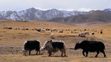རྒྱ་ནག་གཞུང་གིས་སྐྱེས་ལྡན་རིགས་སྣ་ཚོགས་སྲུང་སྐྱོབ་དང་འབྲེལ་བའི་ཁྲིམས་གཞི་གསར་པ་ཞིག་གཏན་འབེབས་བྱས་པ།