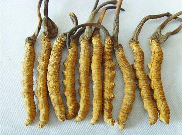 དབྱར་རྩྭ་དགུན་འབུ་ལོ་མང་རིང་རྐོ་ན་ཁོར་ཡུག་ལ་གནོད་འཚེ་ཡོད་མེད། དབྱར་རྩྭ་དགུན་འབུ་ལོ་མང་རིང་རྐོ་ན་ཁོར་ཡུག་ལ་གནོད་འཚེ་ཡོད་མེད།