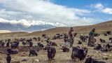 བོད་པའི་འབྲོག་ས་དང་ཞིང་ས་གཞུང་བཞེས་བཏང་བ།