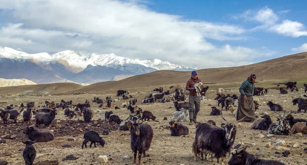 བོད་པའི་འབྲོག་ས་དང་ཞིང་ས་གཞུང་བཞེས་བཏང་བ།