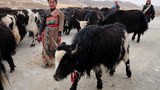 བོད་ཀྱི་འབྲོག་པ་ཚོའི་སྒོ་ཕྱུགས་སེམས་ཅན།