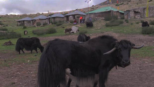 ལྷོ་ནག་ས་ཁུལ་དུ་འབྲོག་པ་ཇེ་ཉུང་དུ་ཕྱིན་པ།