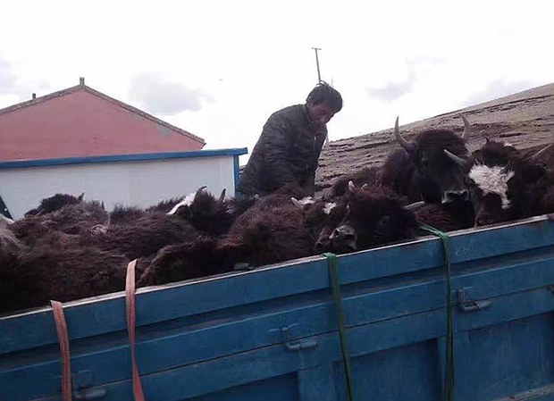 བོད་ནང་བོད་མི་མང་པོས་སེམས་ཅན་སྲོག་བླུའི་ལས་འགུལ་སྤེལ་བ། བོད་ནང་བོད་མི་མང་པོས་སེམས་ཅན་སྲོག་བླུའི་ལས་འགུལ་སྤེལ་བ།