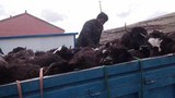 བོད་ནང་བོད་མི་མང་པོས་སེམས་ཅན་སྲོག་བླུའི་ལས་འགུལ་སྤེལ་བ།